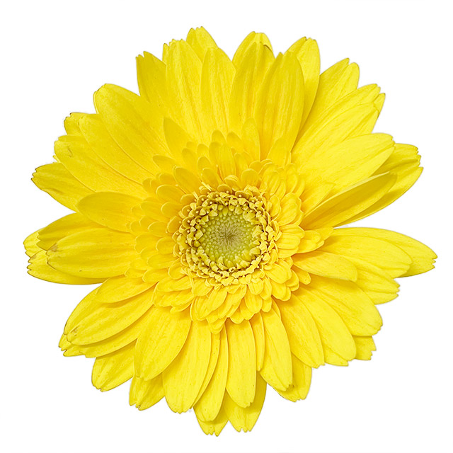 ガーベラ　ミニ　イエロー イエロー L 推奨産地