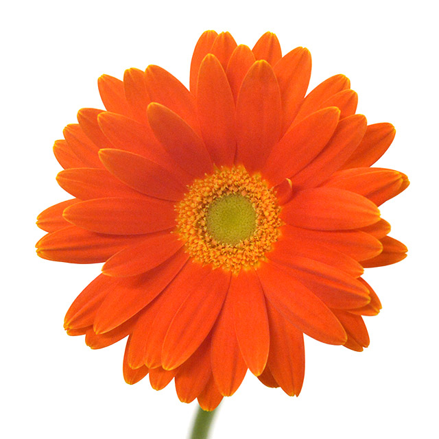 ガーベラ　ミニ　オレンジ オレンジ L 推奨産地