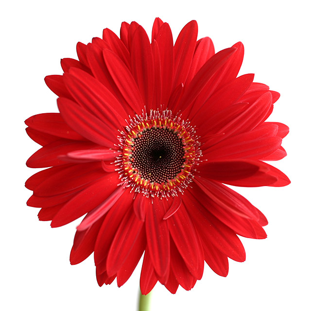 ガーベラミニ レッド 芯黒 L【予約メニュー】推奨産地