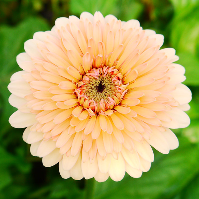 ガーベラミニ ボレロジェイジェイ L 【予約メニュー】推奨産地