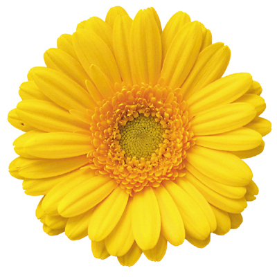 ガーベラ　ミニ バナナ ２Ｌ (黄色)