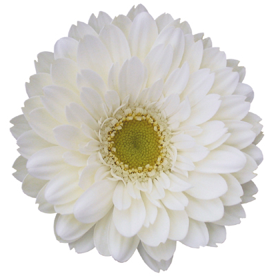 ガーベラ　ミニ フリ－ダムリネ ２Ｌ (白)