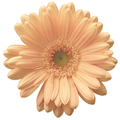 ガーベラ　ミニ ミノウ Ｌ (淡オレンジ)