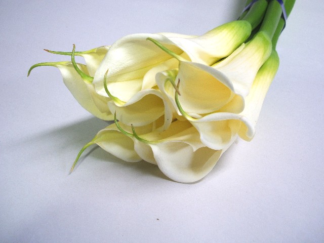 ｶﾗｰ カラー白 50cm 【予約メニュー】長野産など