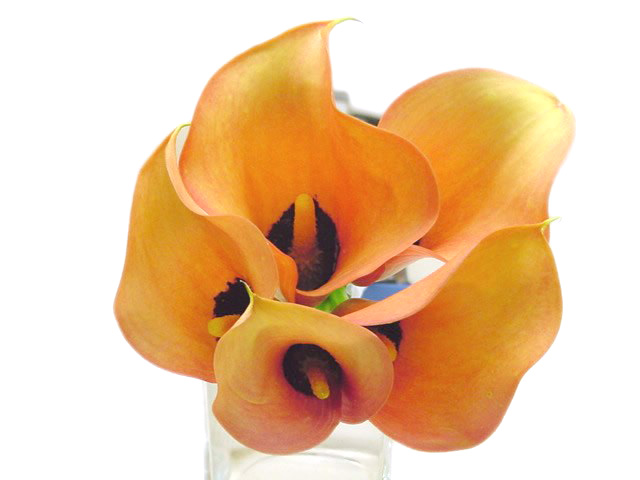 カラー　オレンジ オレンジ L 推奨産地