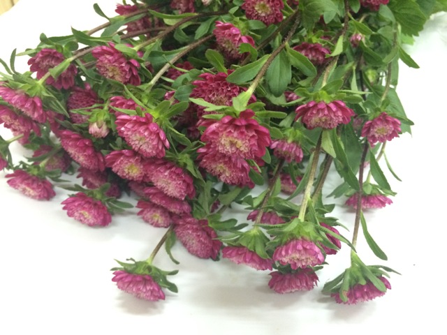 アスター　アスター　ミニ　ピンク L【推奨産地】