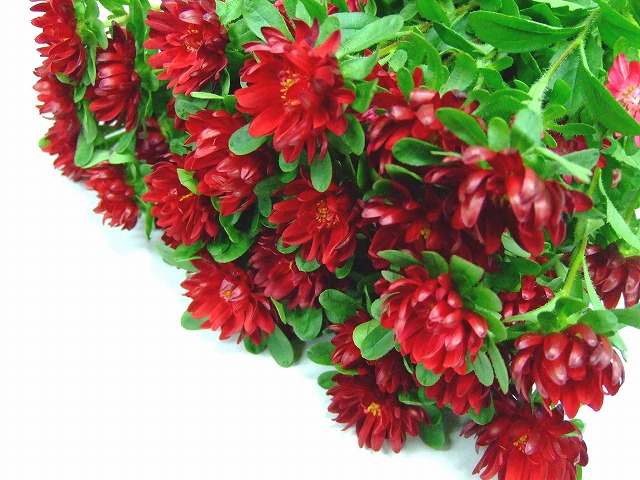 アスター　アスター　ミニ　レッド L【推奨産地】