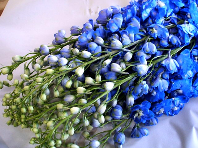 デルフィニューム オ－ロラブル－インプ 100CM※宅配不可 (青)