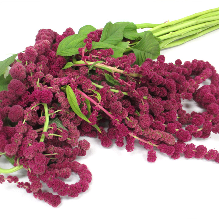 ケイトウ ハンギング　レッド L 【予約メニュー】推奨産地