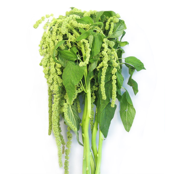 ケイトウ ハンギング　グリーン L 【予約メニュー】推奨産地