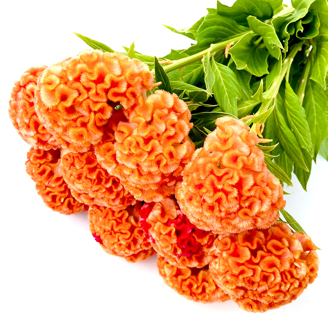 ケイトウ クルメ　オレンジ L 【予約メニュー】推奨産地