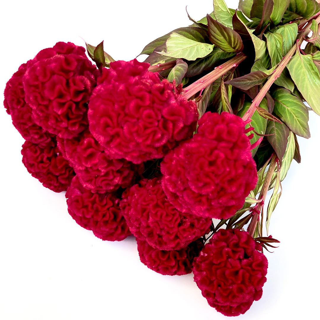 ケイトウ クルメ　レッド L 【予約メニュー】推奨産地