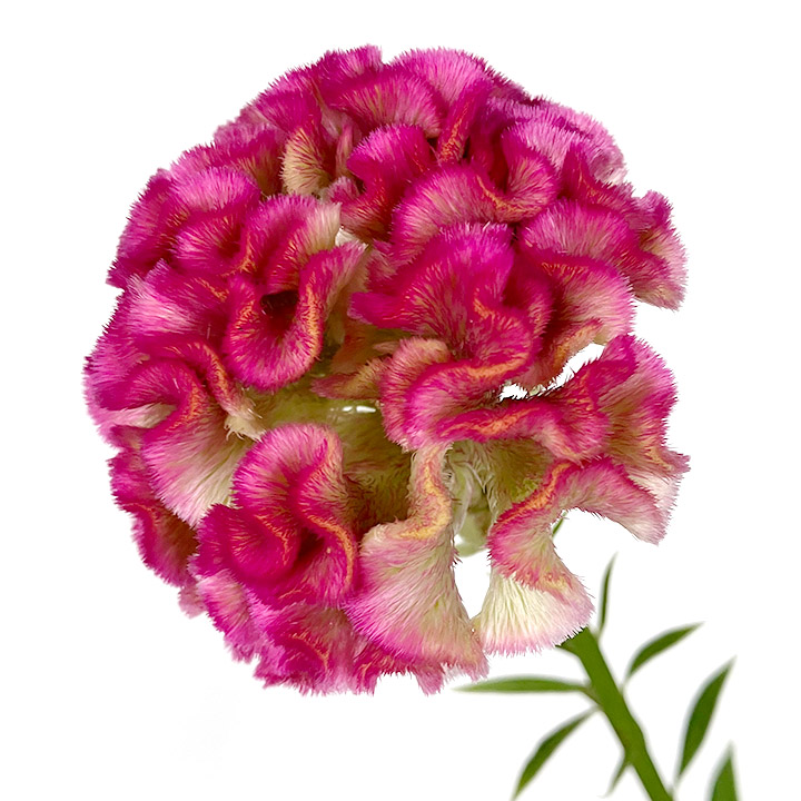 ケイトウ クルメ　ピンク L 【予約メニュー】推奨産地