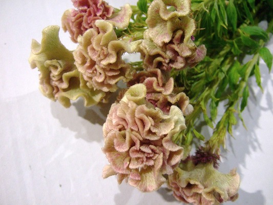 ケイトウ プティフルーツマーメイド L 【予約メニュー】推奨産地