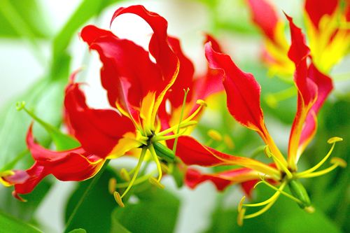 グロリオサ　レッド レッド L 推奨産地