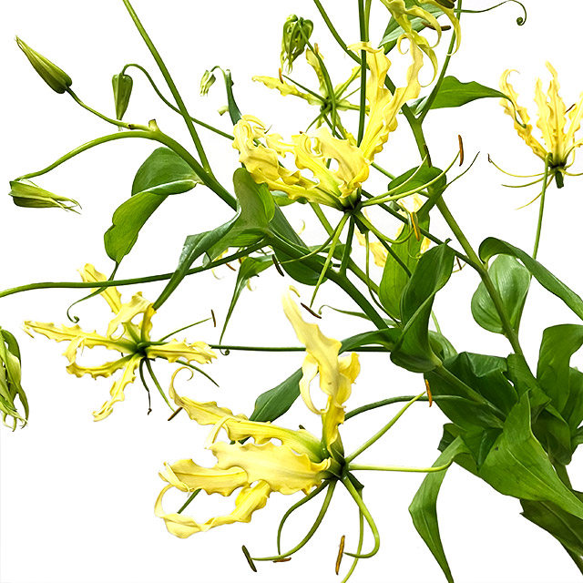 グロリオサ ルテア Ｌ (黄色)