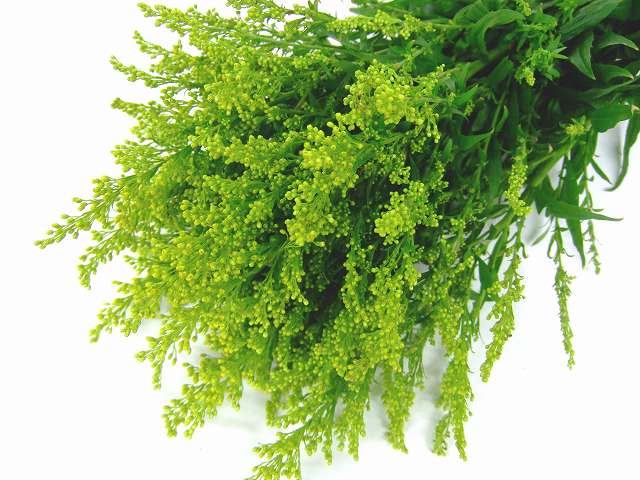 ソリダスター　ソリダコ ソリダコ L 推奨産地