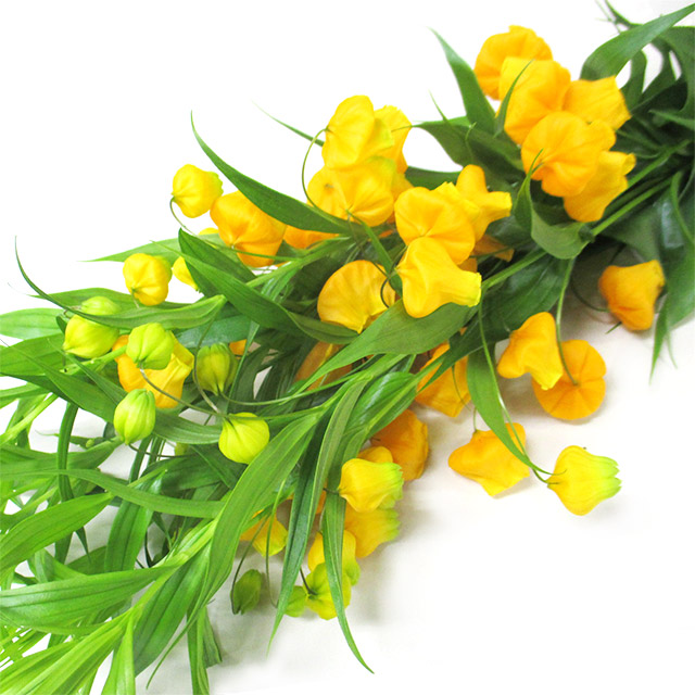 サンダーソニア L 【予約メニュー】推奨産地