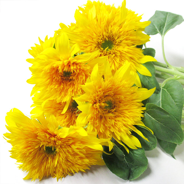 ヒマワリ 東北八重 L 【予約メニュー】推奨産地