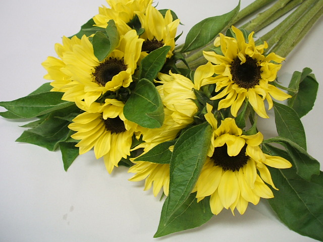 ヒマワリ サンリッチパイン45 M 花径6CM (黄色)