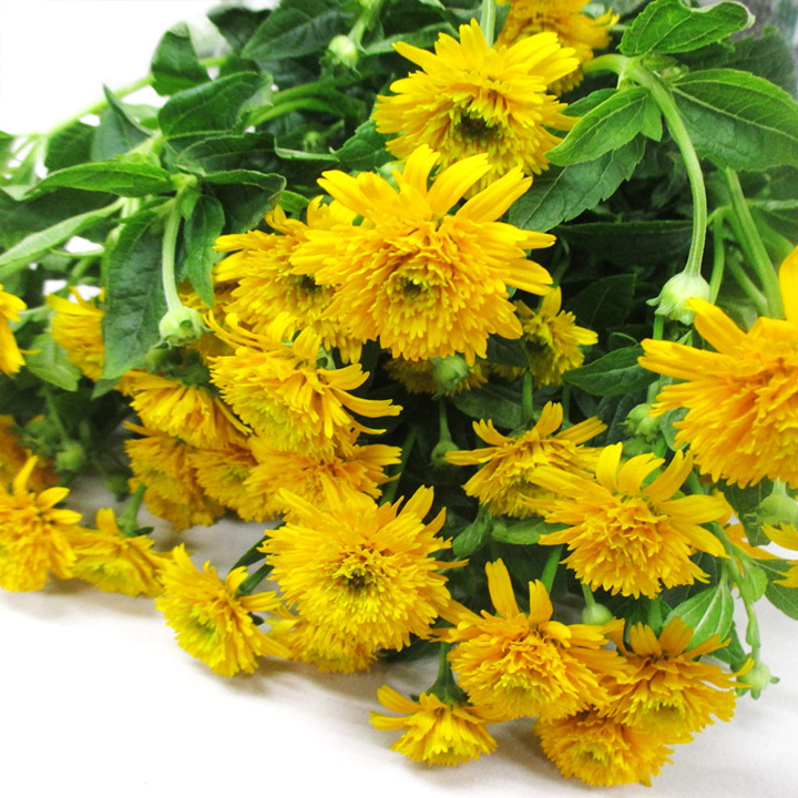 ヒマワリ　旭 L【推奨産地】