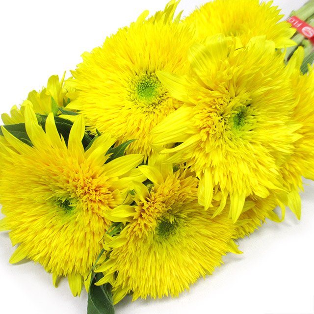 ヒマワリ　レモネード　　 L【推奨産地】