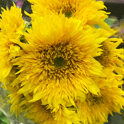 ヒマワリ マヤダブル L 【予約メニュー】推奨産地