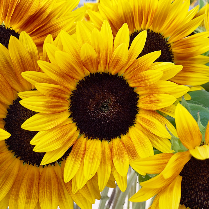 ヒマワリ　サンリッチ　マロン L【推奨産地】