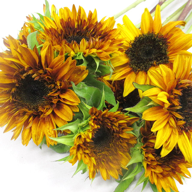 ヒマワリ　ダージリン　　　 L【推奨産地】