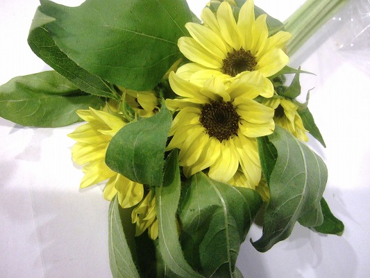 ヒマワリ　ヒマワリイエロー　　系 L【推奨産地】