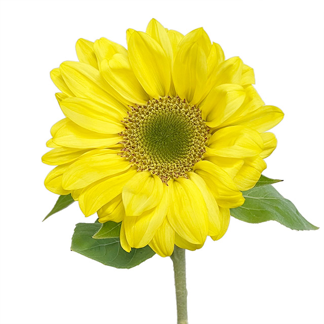 ヒマワリ　ヒマワリイエロー系　芯白 L【推奨産地】