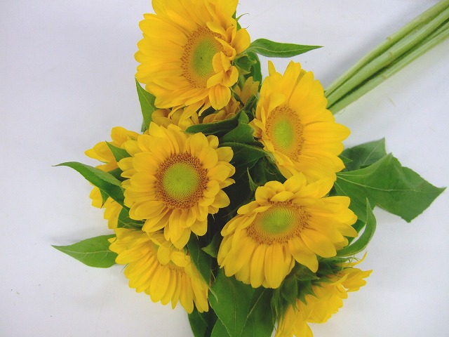 ヒマワリ　ヒマワリオレンジ　系　芯白 L【推奨産地】