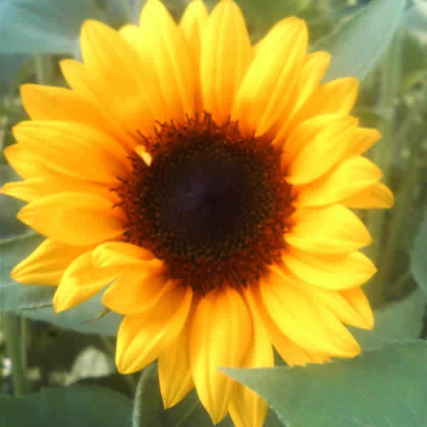 ヒマワリ　ヒマワリオレンジ　系　 L【推奨産地】