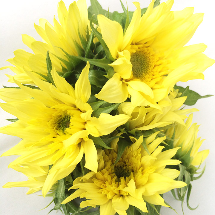 ヒマワリ モネノヒマワリ Ｍ (黄色)