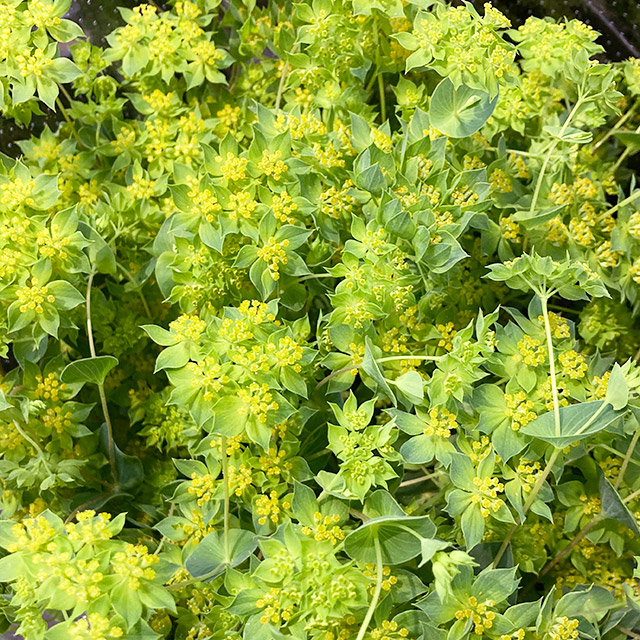 ソノタキリバナ ブプレリューム グリーンゴールド 60CM (緑)