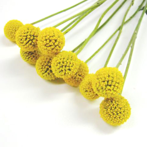 ソノタキリバナ　クラスペディア L【推奨産地】