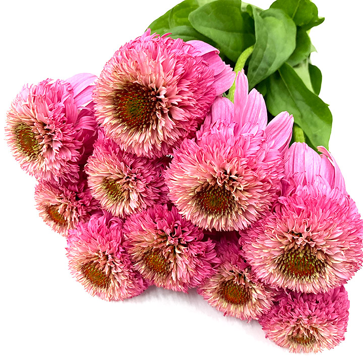 ソノタキリバナ エキナセア ピンクボールビュー 50-70CM (ピンク)