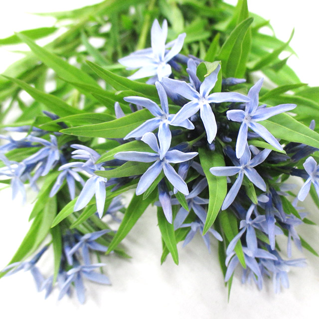 チョウジソウ L 【予約メニュー】推奨産地