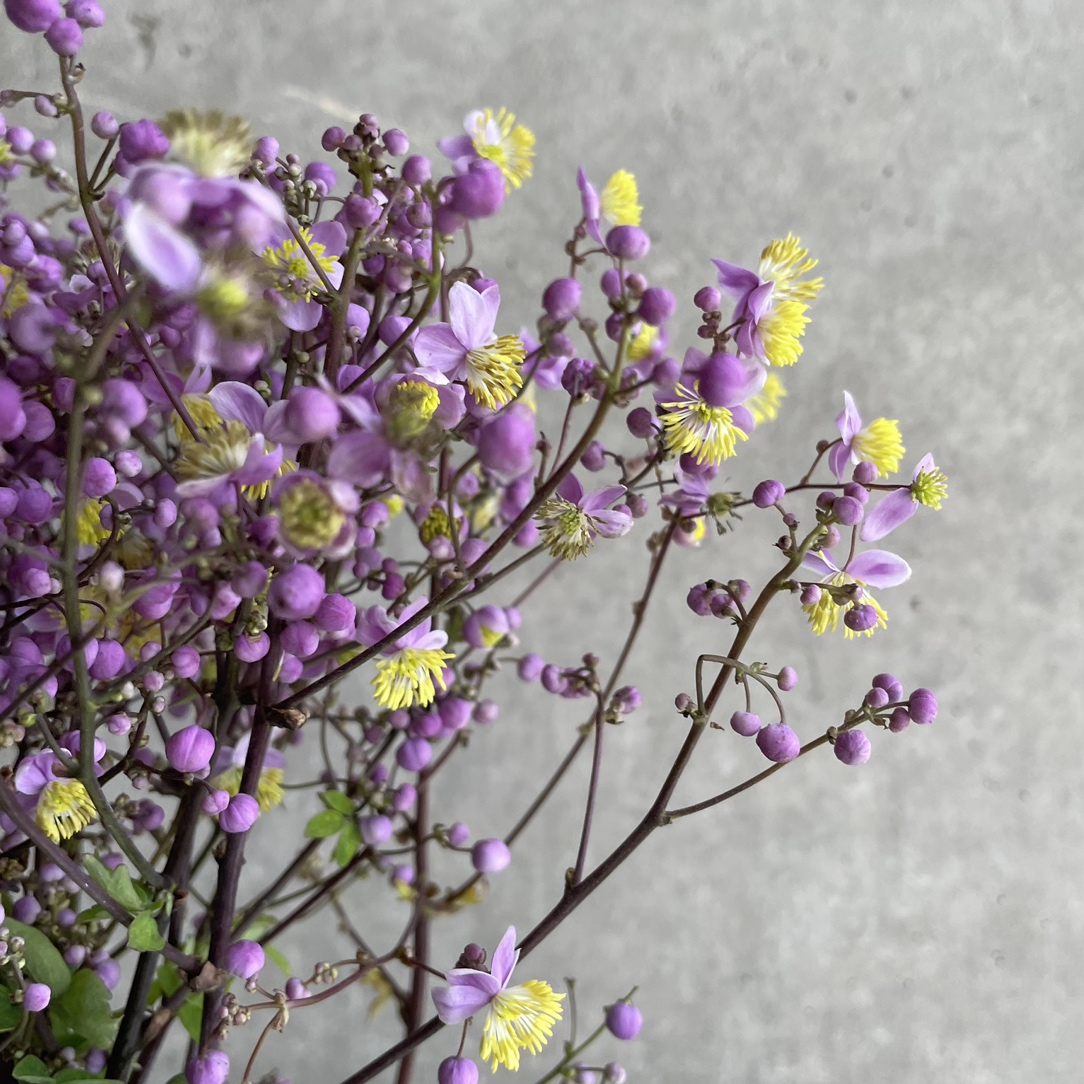 シキンカラマツ L 【予約メニュー】推奨産地