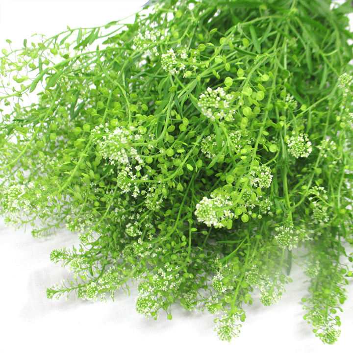 ソノタキリバナ　タラスピ　　　 L【推奨産地】