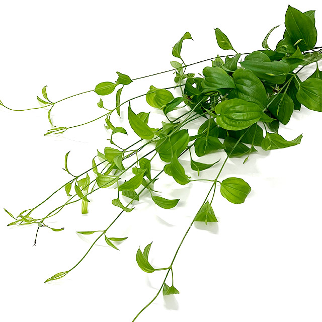 ｿﾉﾀｷﾘﾊﾞﾅ リキュウ草 50cm 【予約メニュー】山本彩花園など