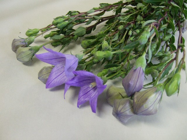 桔梗　紫 L 【予約メニュー】推奨産地