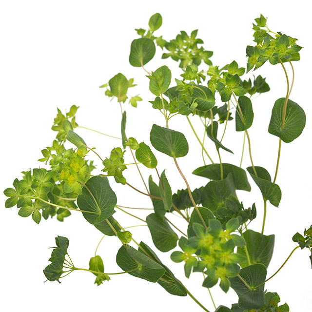 ソノタキリバナ　ブプレリューム L【推奨産地】