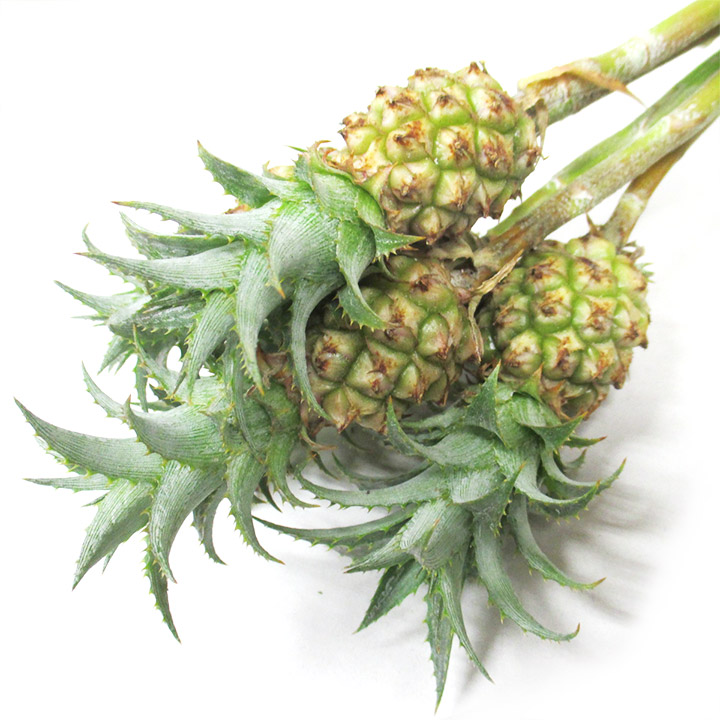 ミニパイン L 【予約メニュー】推奨産地