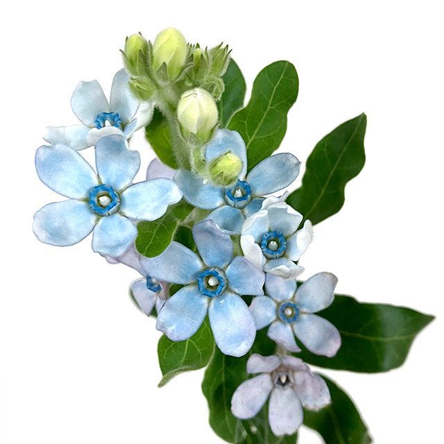 ｿﾉﾀｷﾘﾊﾞﾅ ピュア　ブルー　（オキシ） L 【予約メニュー】高知産