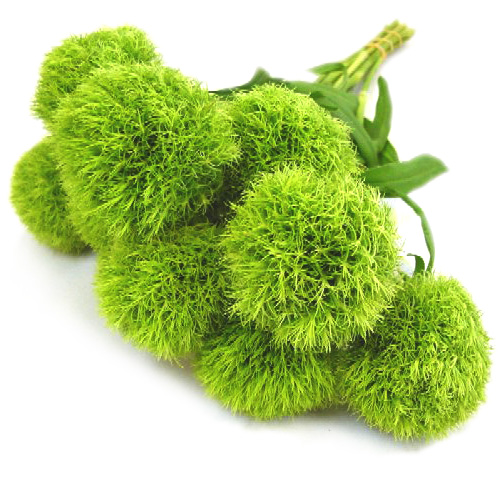 ソノタキリバナ　テマリソウ L【推奨産地】