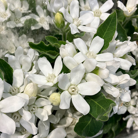 エンジェルホワイト（オキシペタラム） L 【予約メニュー】推奨産地