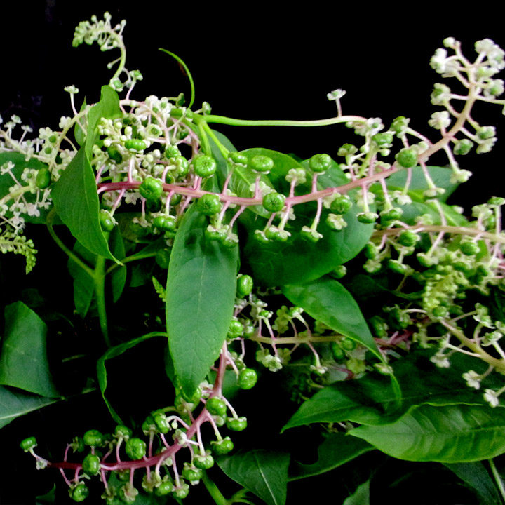 ソノタキリバナ　山ゴボウ L【推奨産地】