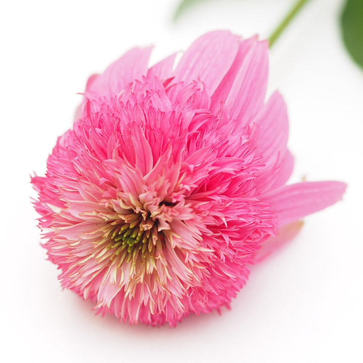 エキナセア　ピンク L 【予約メニュー】推奨産地