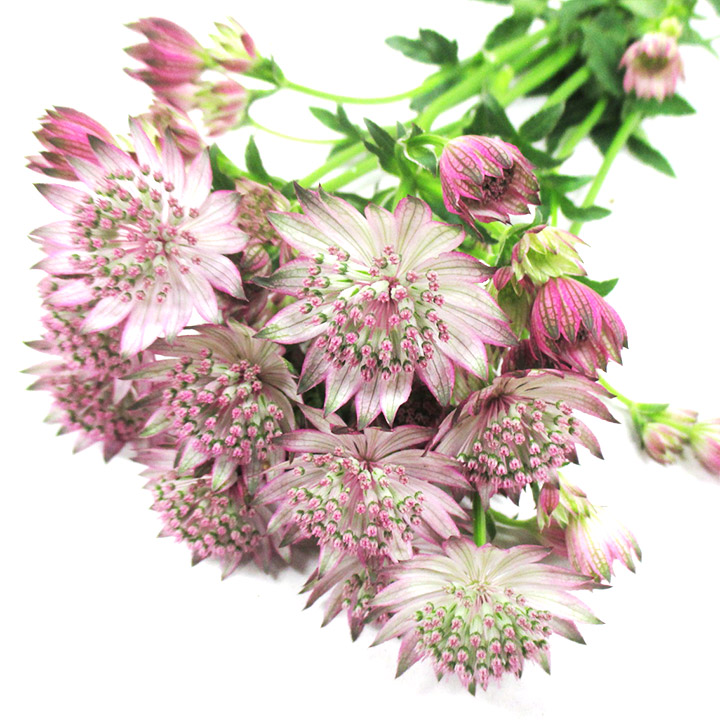 ソノタキリバナ アストランチア ローマ 60CM (ピンク)